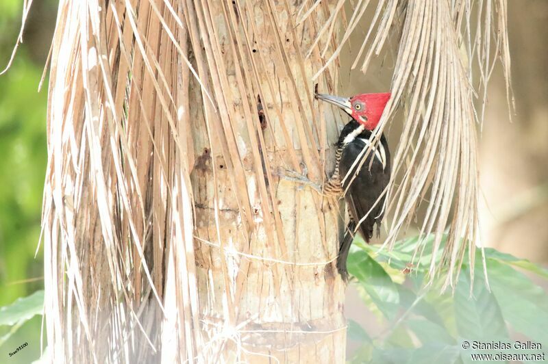 Crimson-crested Woodpeckeradult, fishing/hunting