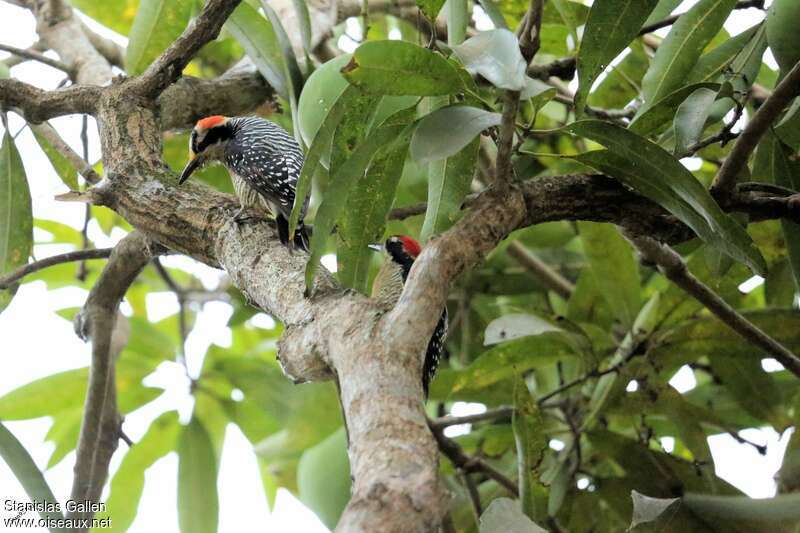 Black-cheeked Woodpeckeradult breeding, habitat, pigmentation
