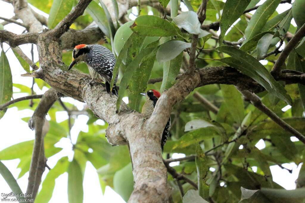 Pic de Pucheranadulte nuptial, habitat, pigmentation