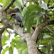 Black-cheeked Woodpecker