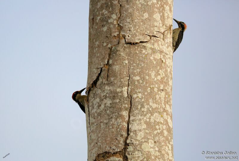 Black-cheeked Woodpeckeradult breeding, Reproduction-nesting