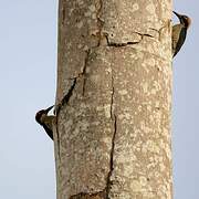 Black-cheeked Woodpecker