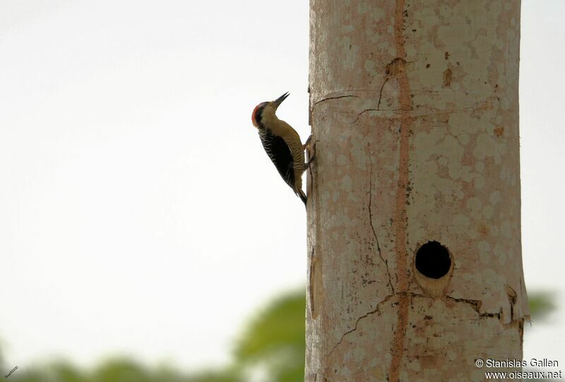 Black-cheeked Woodpeckeradult breeding, Reproduction-nesting