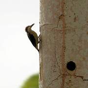 Black-cheeked Woodpecker