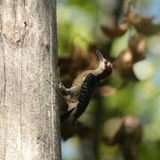 Black-cheeked Woodpecker