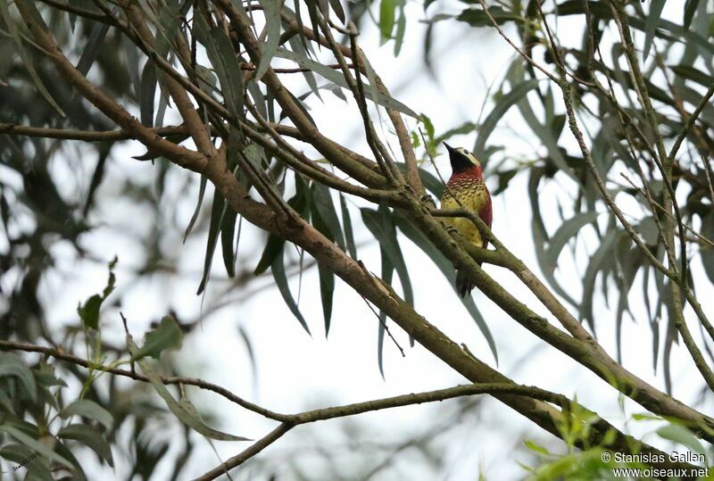Crimson-mantled Woodpecker male adult
