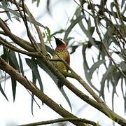 Crimson-mantled Woodpecker