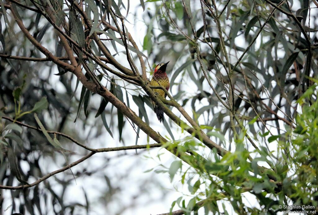 Crimson-mantled Woodpeckeradult