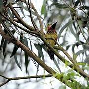 Crimson-mantled Woodpecker