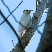 Velasquez's Woodpecker