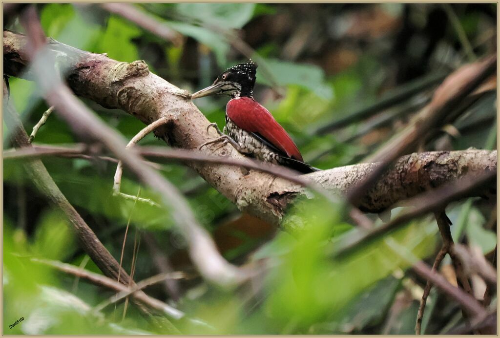 Crimson-backed Flameback female adult, fishing/hunting