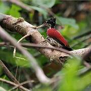 Crimson-backed Flameback