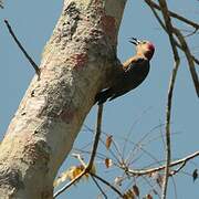 Yucatan Woodpecker