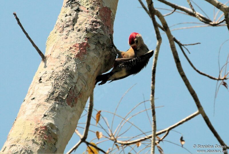 Yucatan Woodpecker male adult, care