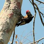 Yucatan Woodpecker