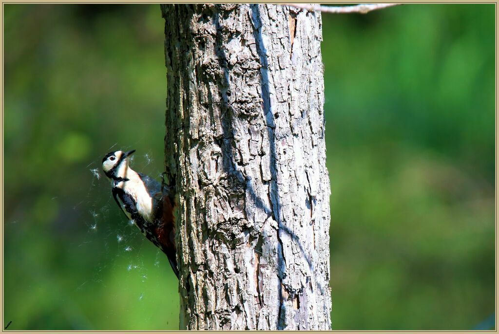 Great Spotted Woodpeckeradult breeding