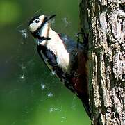 Great Spotted Woodpecker