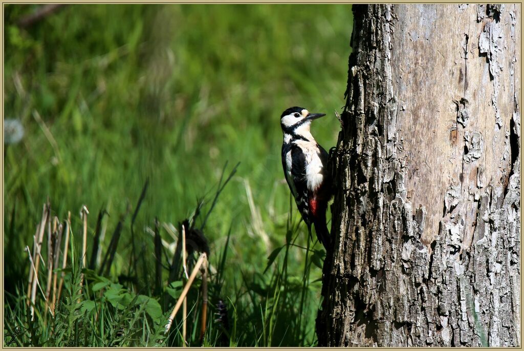 Great Spotted Woodpeckeradult breeding