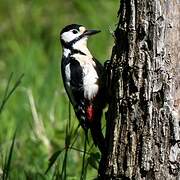 Great Spotted Woodpecker