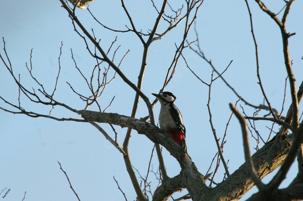 Great Spotted Woodpecker