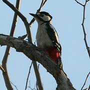 Great Spotted Woodpecker