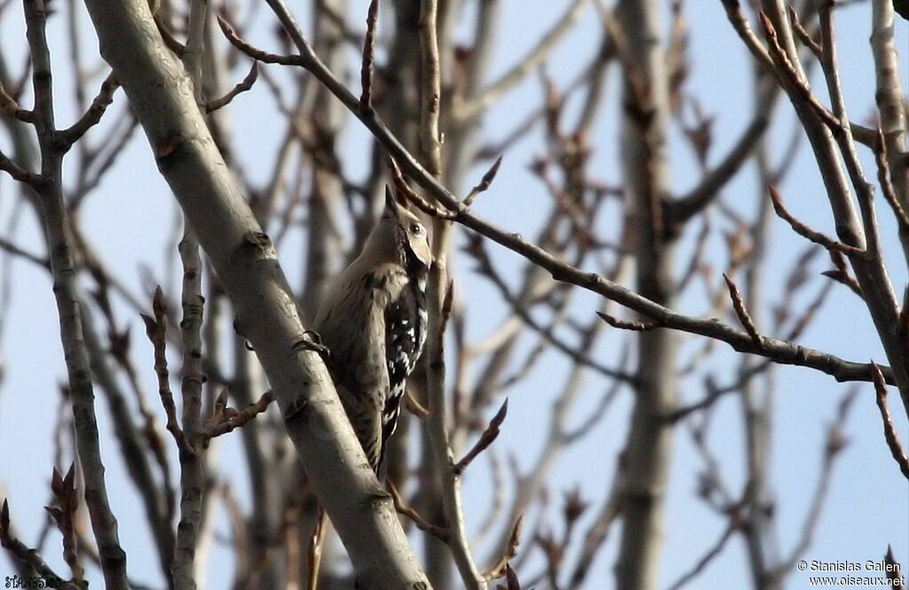 Lesser Spotted Woodpecker female adult transition