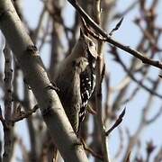 Lesser Spotted Woodpecker