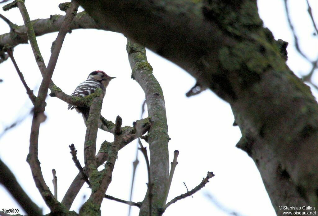 Lesser Spotted Woodpecker male adult transition