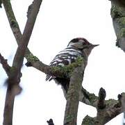 Lesser Spotted Woodpecker