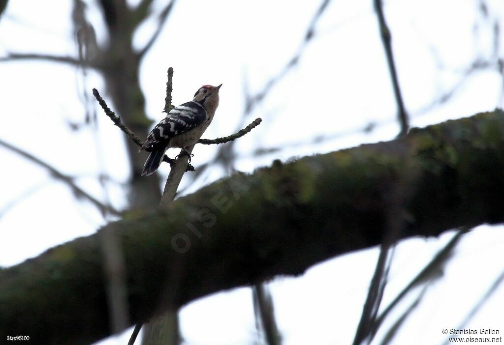 Lesser Spotted Woodpecker male adult