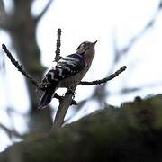 Lesser Spotted Woodpecker