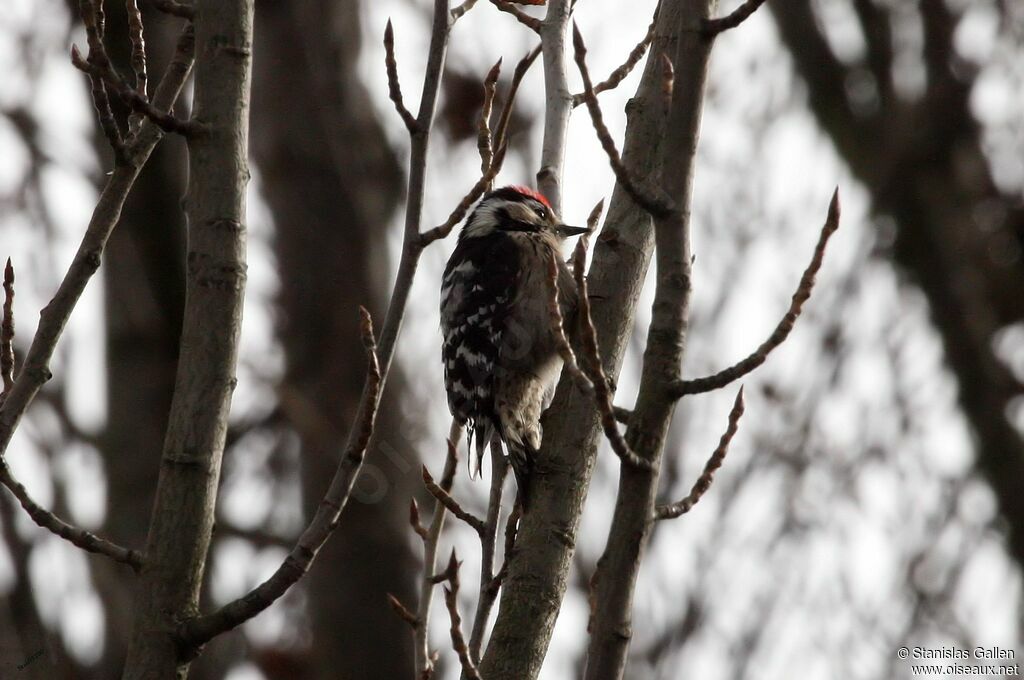 Lesser Spotted Woodpecker male adult