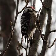 Lesser Spotted Woodpecker