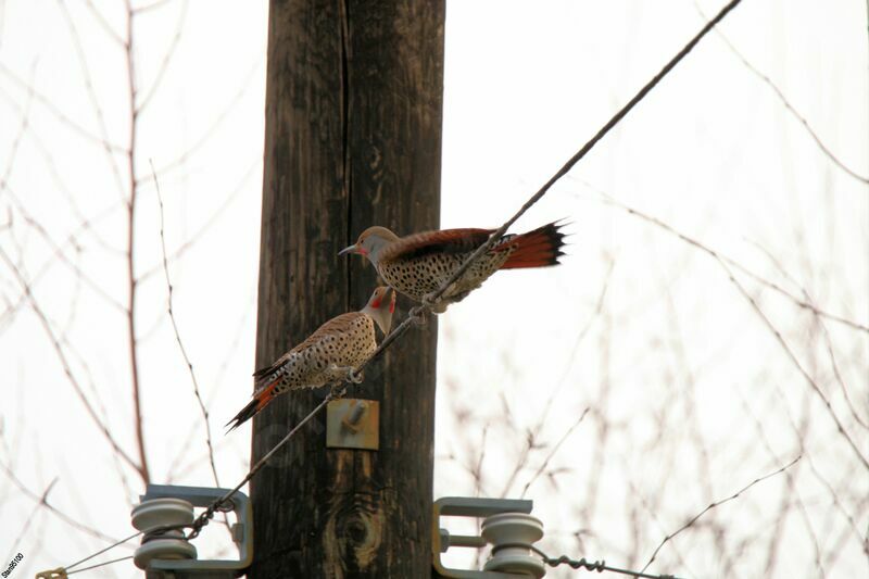 Northern Flicker male adult breeding, courting display
