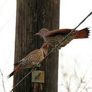 Northern Flicker