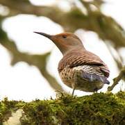 Northern Flicker