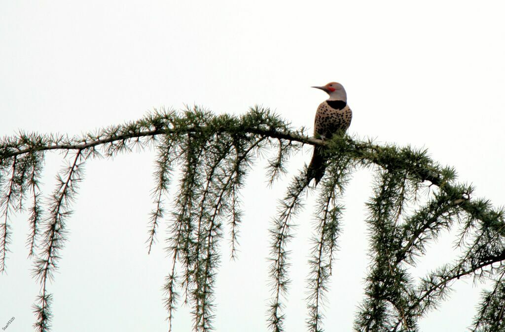 Northern Flicker male adult breeding