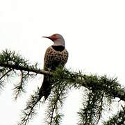 Northern Flicker