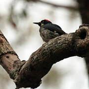 Acorn Woodpecker