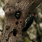 Acorn Woodpecker