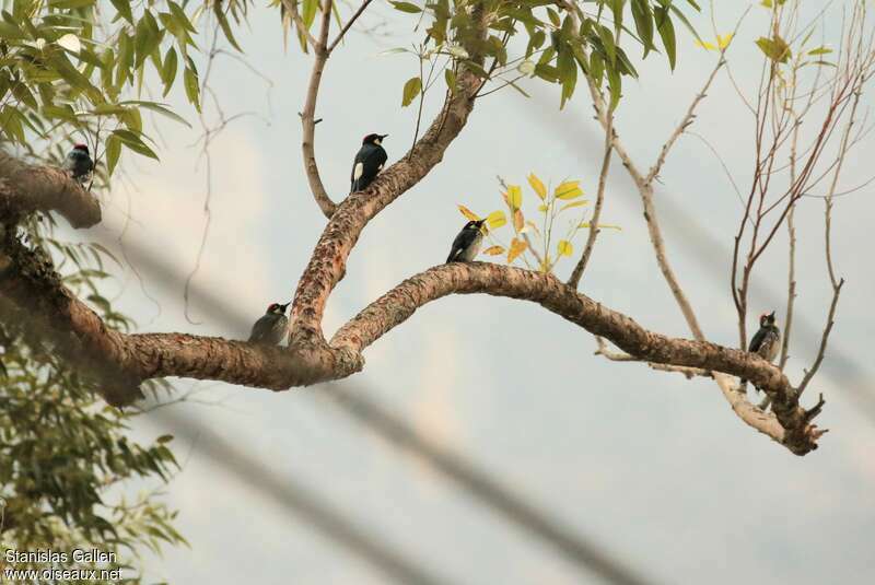 Acorn Woodpecker, habitat, Behaviour