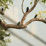 Acorn Woodpecker