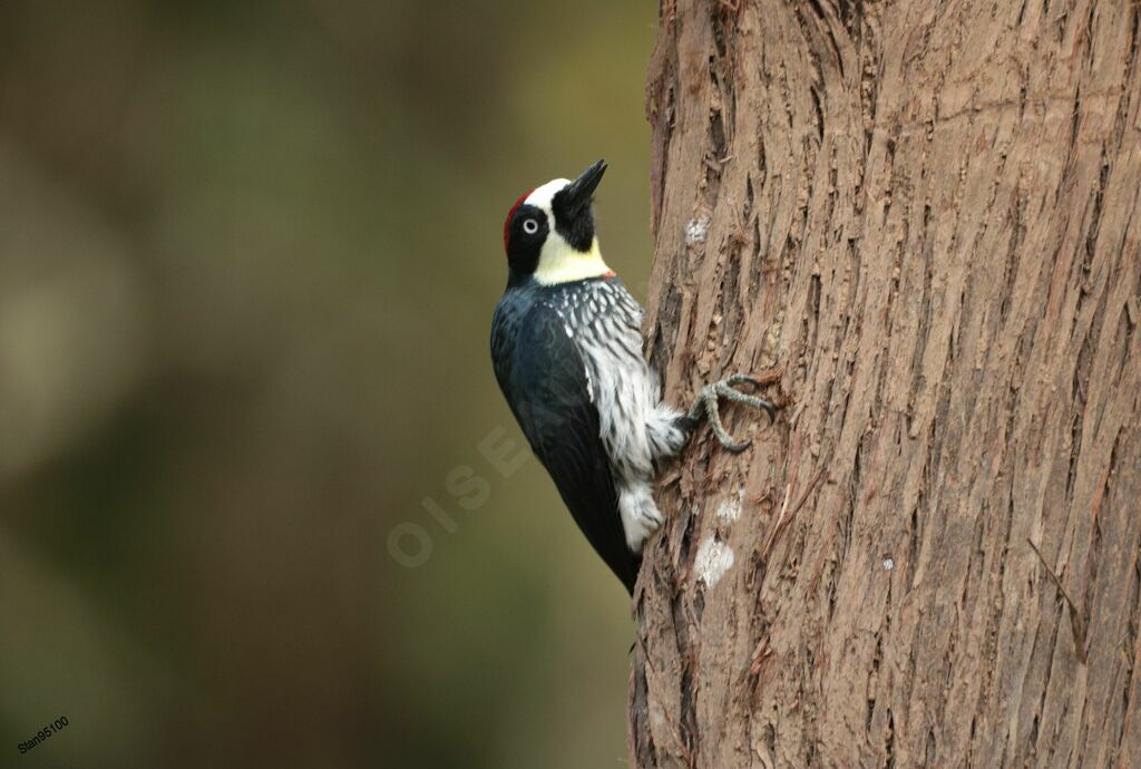 Acorn Woodpecker