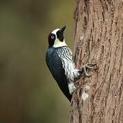 Acorn Woodpecker