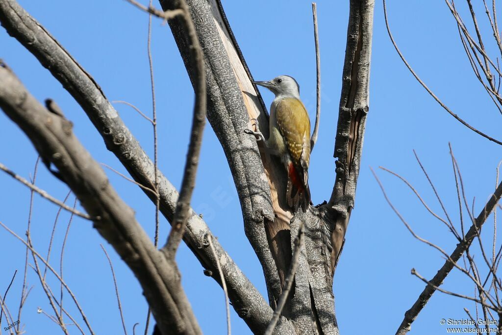 African Grey Woodpecker female adult