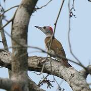 African Grey Woodpecker