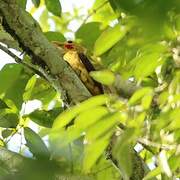 Cream-colored Woodpecker