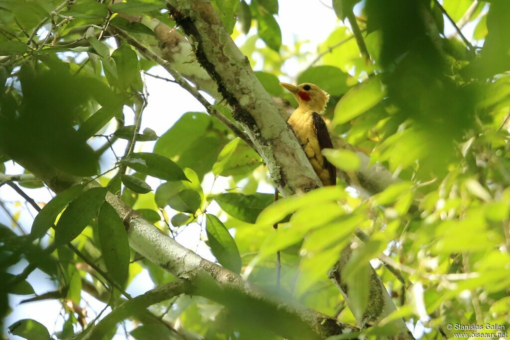 Cream-colored Woodpeckeradult