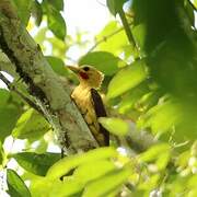 Cream-colored Woodpecker