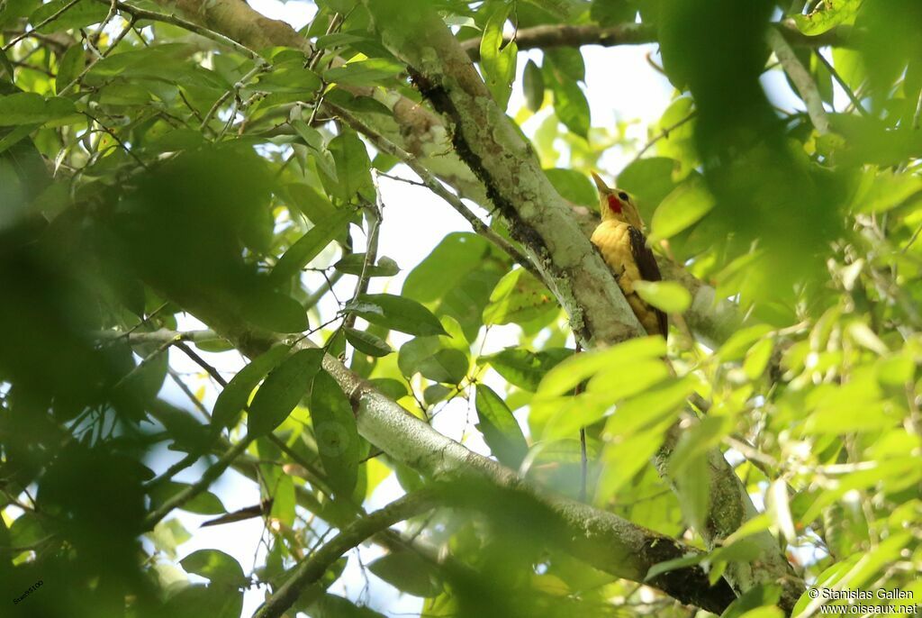 Cream-colored Woodpeckeradult